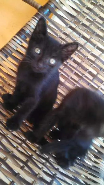 Gato ra a Gatinho idade Abaixo de 2 meses nome Bebezinhos