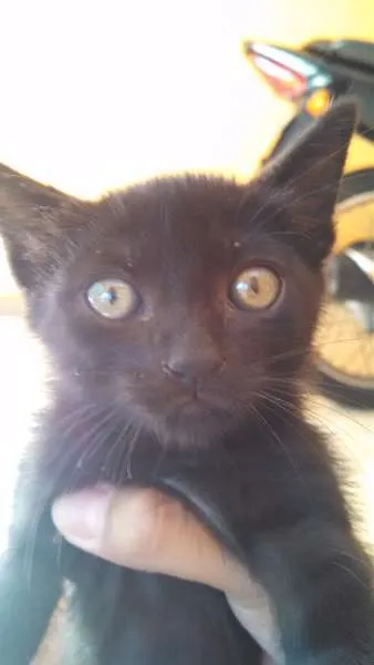 Gato ra a Gatinho idade Abaixo de 2 meses nome Bebezinhos