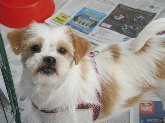 Cachorro ra a Lhasa Apso idade 2 anos nome ALICE PEQUENINA