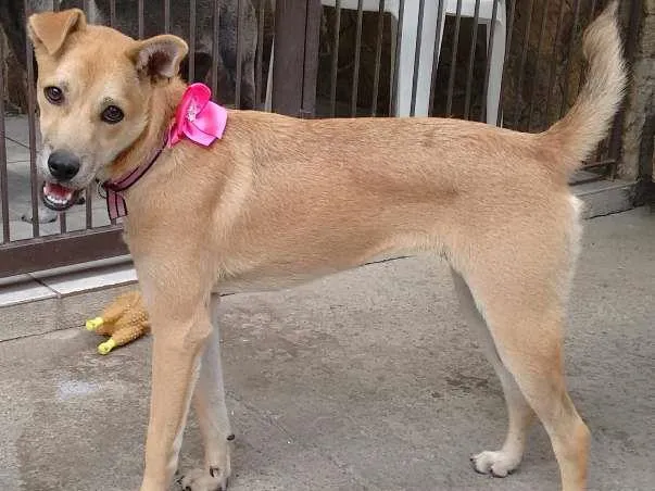 Cachorro ra a SRD idade 2 a 6 meses nome Jade
