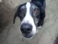 Maverick (adoção es