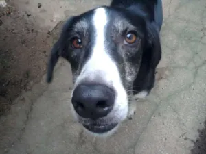 Cachorro raça SRD idade 5 anos nome Maverick (adoção es