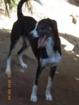 Maverick (adoção es