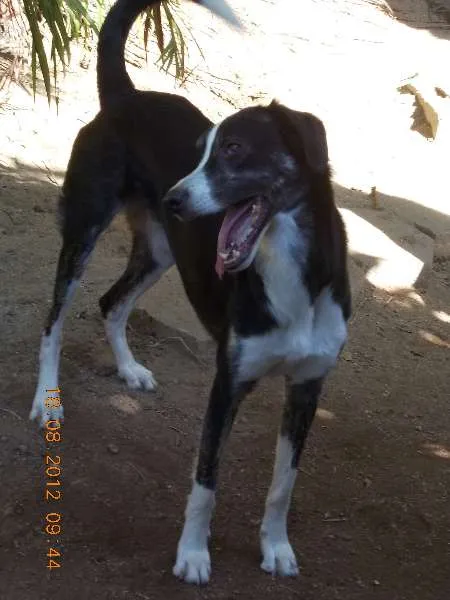 Cachorro ra a SRD idade 5 anos nome Maverick (adoção es