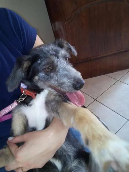 Cachorro ra a SRD idade 7 a 11 meses nome sem nome