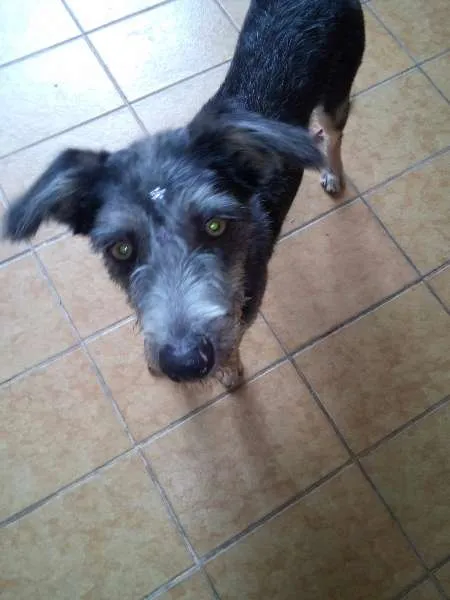 Cachorro ra a SRD idade 7 a 11 meses nome sem nome