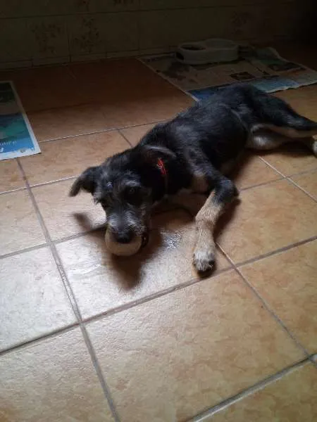 Cachorro ra a SRD idade 7 a 11 meses nome sem nome