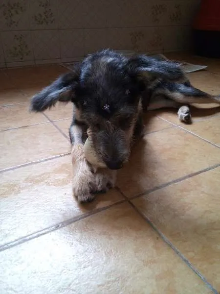 Cachorro ra a SRD idade 7 a 11 meses nome sem nome
