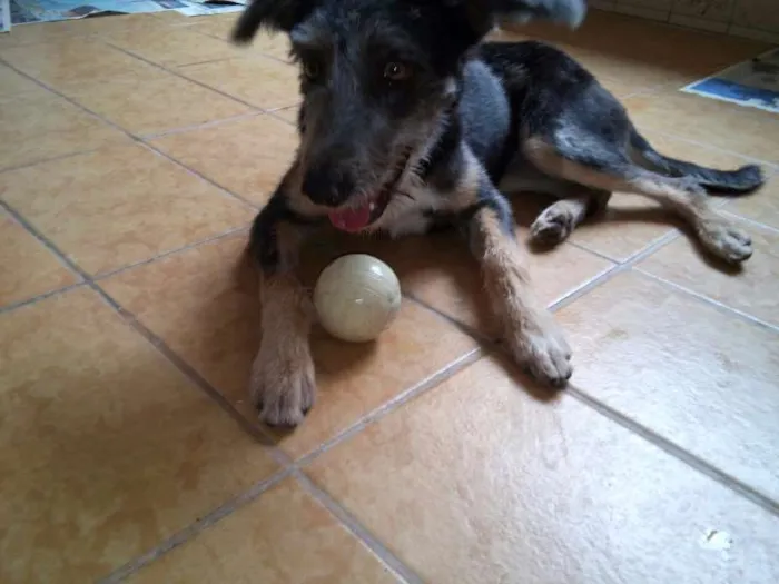 Cachorro ra a SRD idade 7 a 11 meses nome sem nome