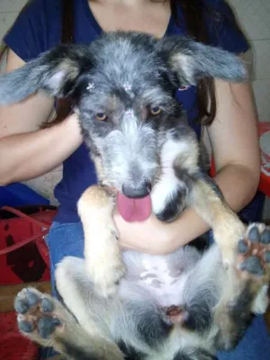 Cachorro raça SRD idade 7 a 11 meses nome sem nome
