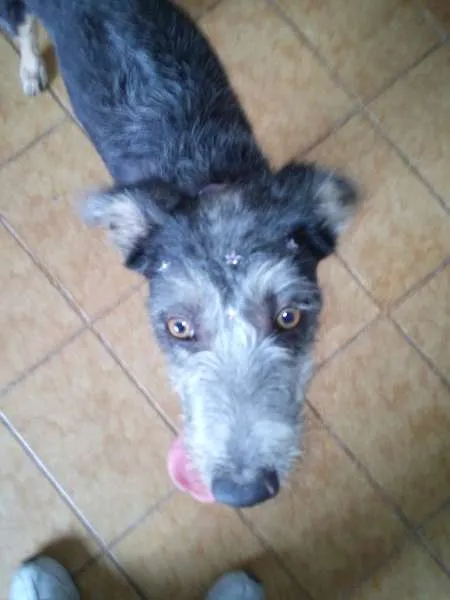 Cachorro ra a SRD idade 7 a 11 meses nome sem nome