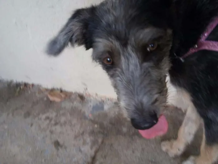 Cachorro ra a SRD idade 7 a 11 meses nome sem nome