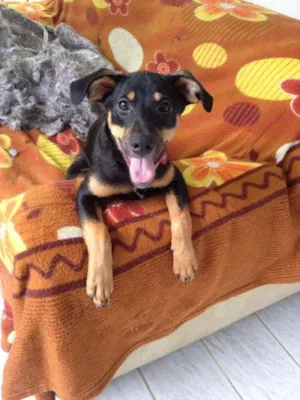 Cachorro raça SRD idade 2 a 6 meses nome Moranguinho