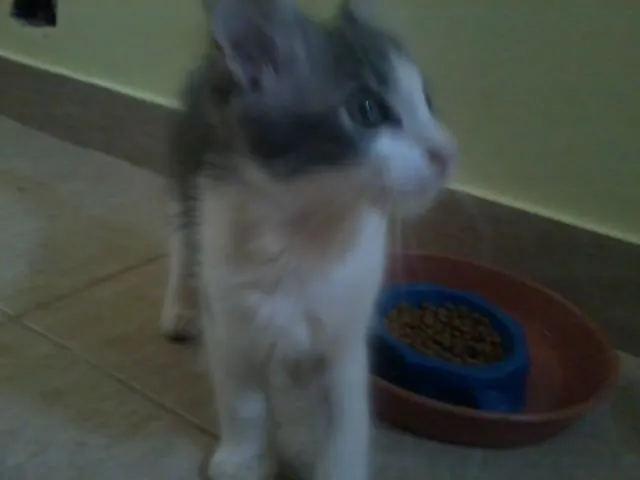 Gato ra a SRD idade Abaixo de 2 meses nome Pitoco