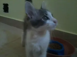 Gato raça SRD idade Abaixo de 2 meses nome Pitoco