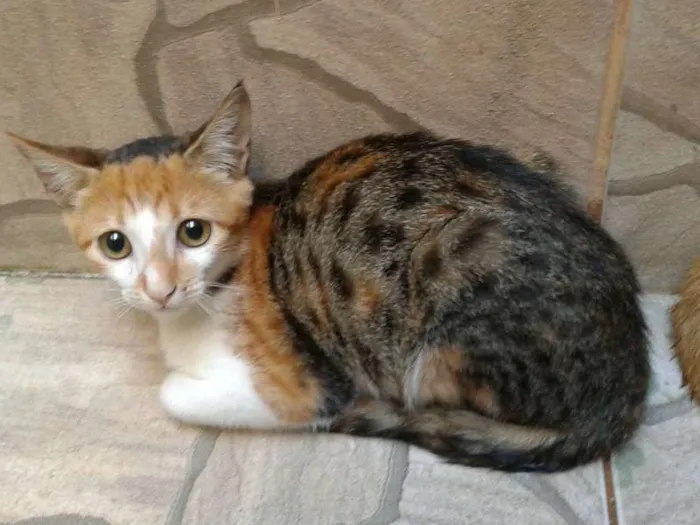 Gato raça Não definida idade 2 a 6 meses nome Não tem nomes