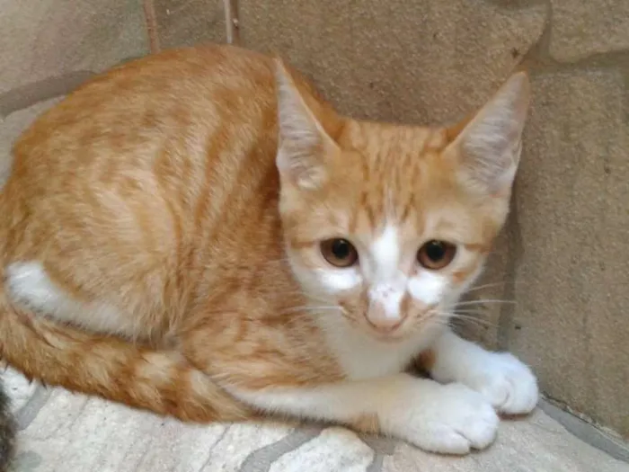 Gato raça Não definida idade 2 a 6 meses nome Não tem nomes