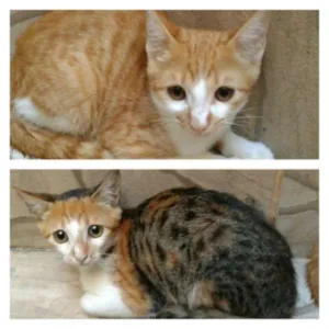 Gato raça Não definida idade 2 a 6 meses nome Não tem nomes