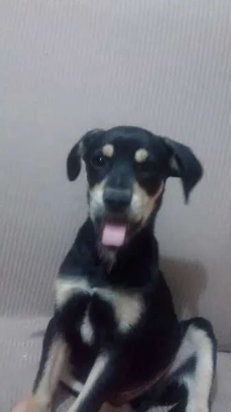 Cachorro ra a filhote idade Abaixo de 2 meses nome di