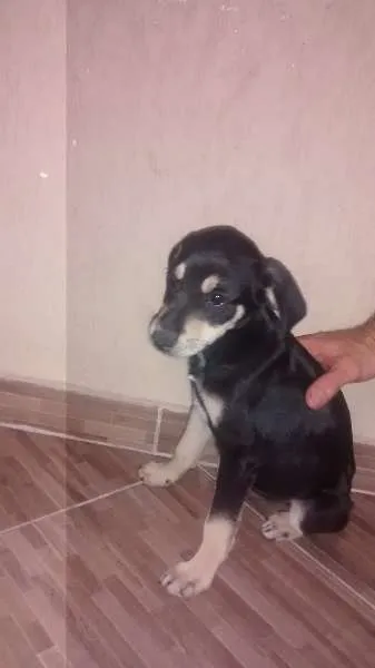 Cachorro ra a filhote idade Abaixo de 2 meses nome di