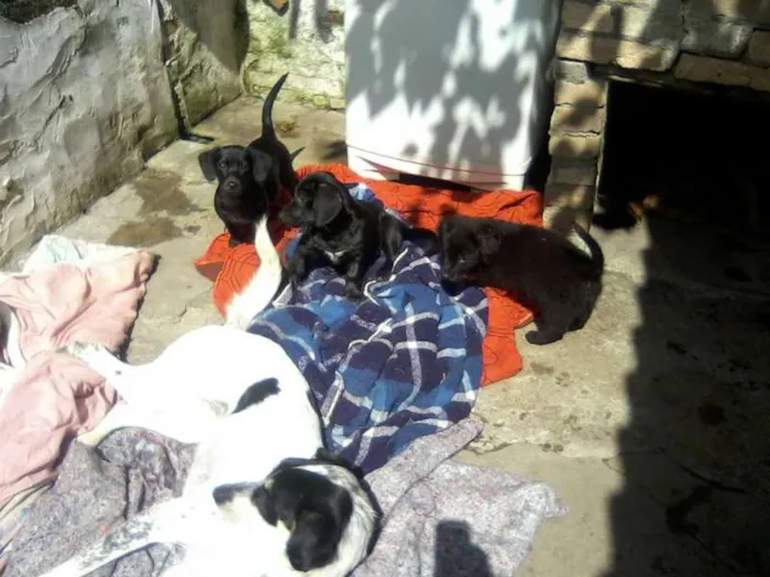 Cachorro ra a SRD idade 2 a 6 meses nome LUNA