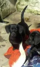 Cachorro ra a SRD idade 2 a 6 meses nome LUNA