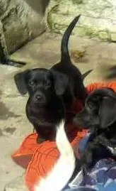 Cachorro ra a SRD idade 2 a 6 meses nome LUNA