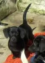 Cachorro ra a SRD idade 2 a 6 meses nome LUNA