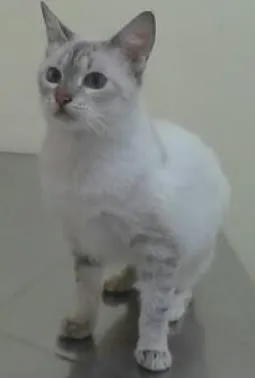 Gato raça SRD idade 4 anos nome Mimi