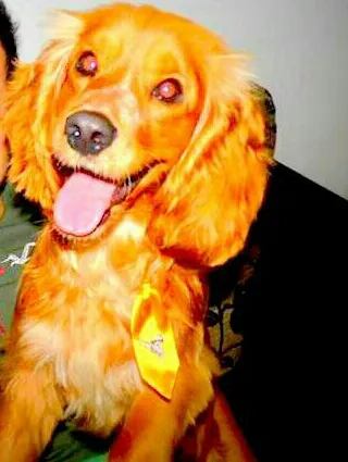 Cachorro raça Cocker idade 3 anos nome Espiro