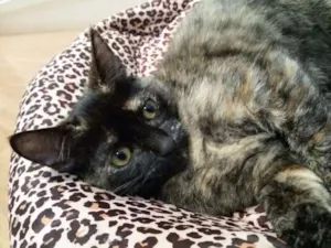 Gato raça PCB idade 2 a 6 meses nome Nina
