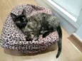 Nina