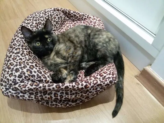 Gato raça PCB idade 2 a 6 meses nome Nina