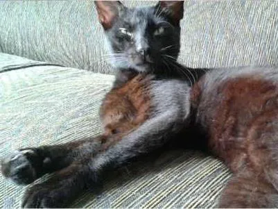 Gato raça SRD idade 7 a 11 meses nome Pitucho e Pretinho