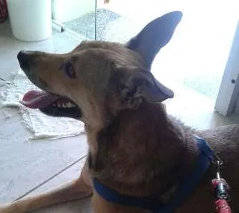 Cachorro ra a SRD idade 2 anos nome Paulinha