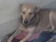 Paulinha