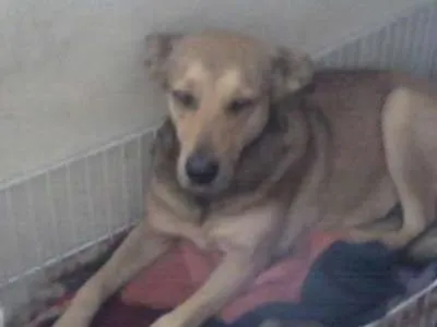 Cachorro ra a SRD idade 2 anos nome Paulinha