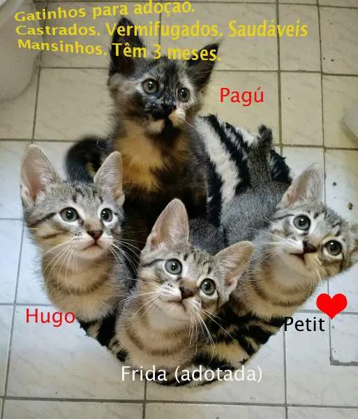 Gato ra a Felinos idade 2 a 6 meses nome Pagú, Hugo e Petit