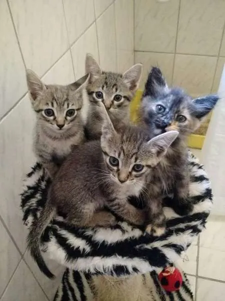 Gato ra a Felinos idade 2 a 6 meses nome Pagú, Hugo e Petit