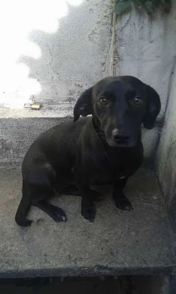 Cachorro ra a SRD idade 2 anos nome Mila