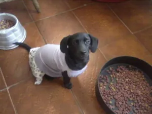 Cachorro raça SRD idade 2 anos nome Mila