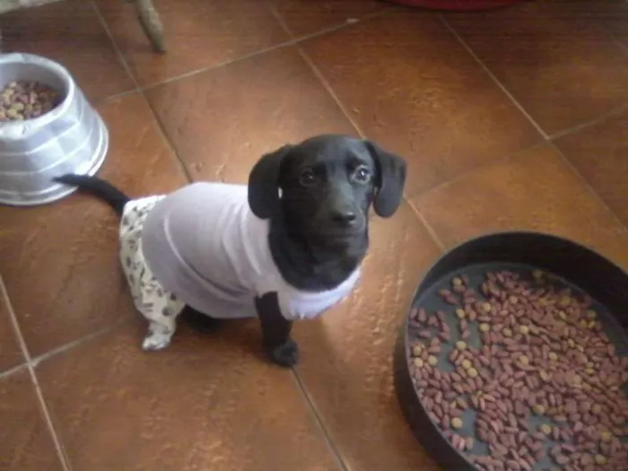 Cachorro ra a SRD idade 2 anos nome Mila