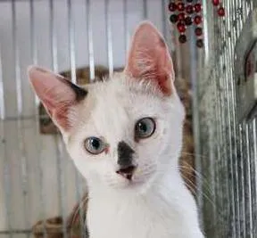 Gato ra a SRD idade 2 a 6 meses nome Johnny