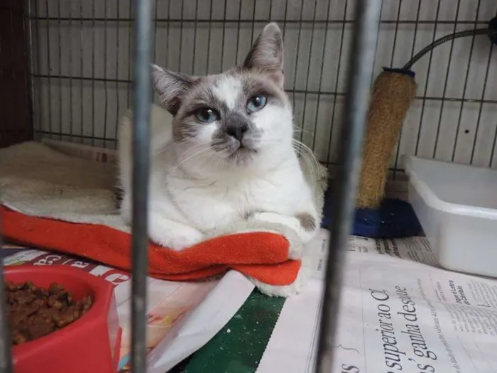 Gato ra a Sialata idade 7 a 11 meses nome Ariel
