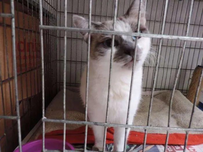 Gato ra a Sialata idade 7 a 11 meses nome Ariel