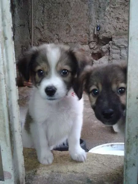 Cachorro raça  idade 2 a 6 meses nome não tem nome