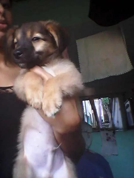 Cachorro raça  idade 2 a 6 meses nome não tem nome