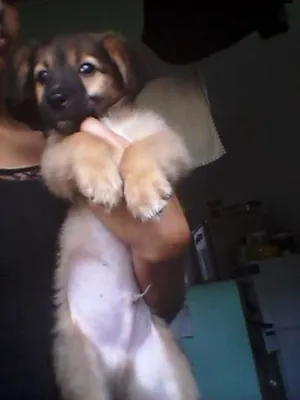 Cachorro raça  idade 2 a 6 meses nome não tem nome