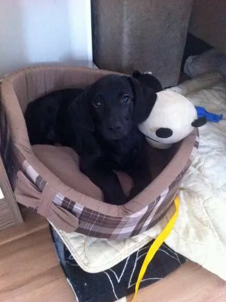 Cachorro ra a SRD idade 2 a 6 meses nome LUNA