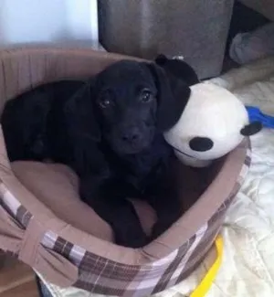 Cachorro raça SRD idade 2 a 6 meses nome LUNA